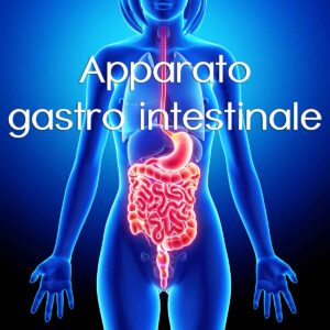 Apparato gastro intestinale