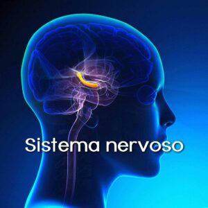 Sistema nervoso